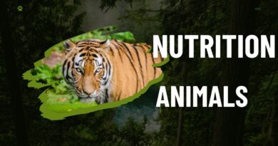 Nutrition