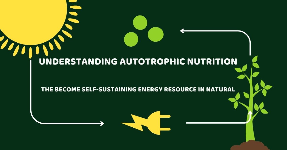 Understanding Autotrophic Nutrition: The Become Self-sustaining Energy Resource in Natural